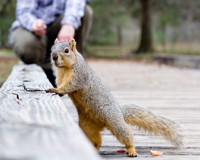 And who was that with the glass? - Humor, Images, The photo, Squirrel, Milota, Muzzle