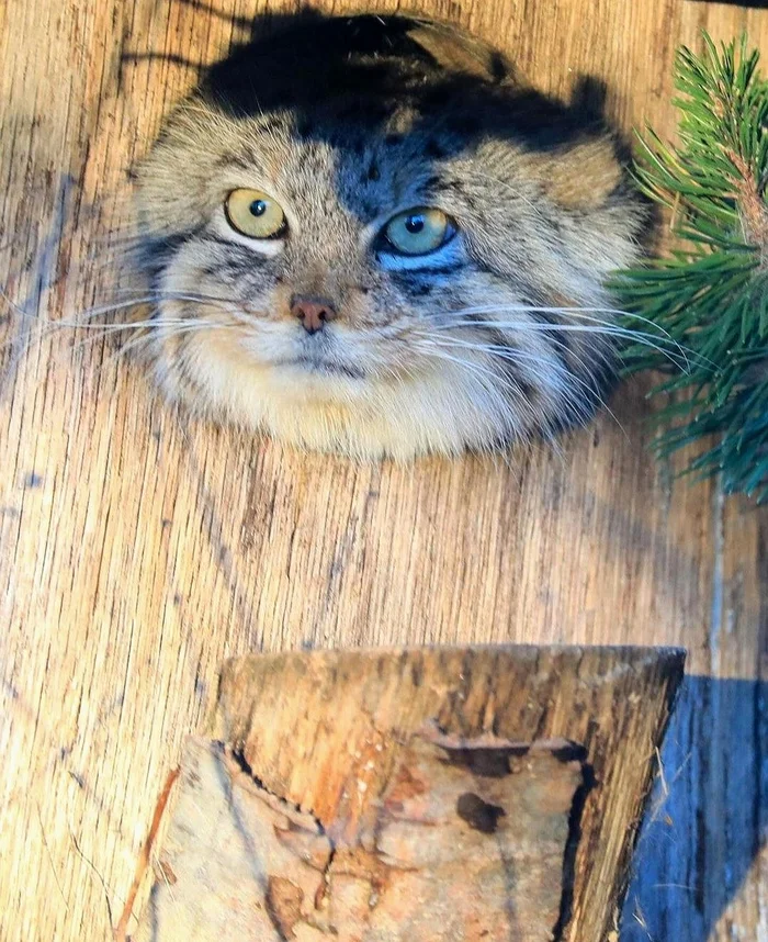 Little owl in a hollow - Wild animals, Predatory animals, Pallas' cat, Cat family, Small cats, The photo, Zoo, Reddit (link)