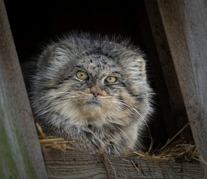 Who are you? I didn't invite you! - Small cats, Pallas' cat, Cat family, Predatory animals, Wild animals, The photo, Zoo