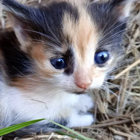 Cute or not cute? (attention, kitten) - Another world, Astronaut, Booty, cat, Kittens