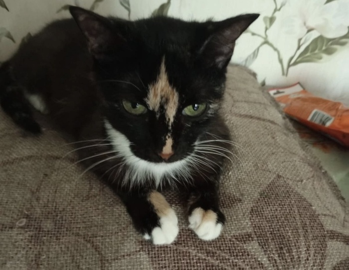 Милая Барсела покинула приют 29 августа 2020 года.