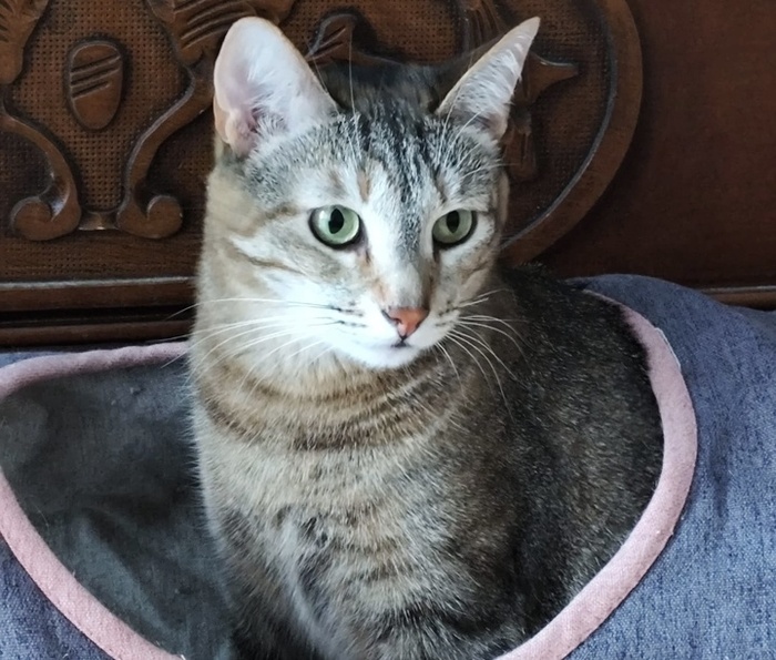 Красотка Спиннер уехала из приюта 18 января 2022 года.