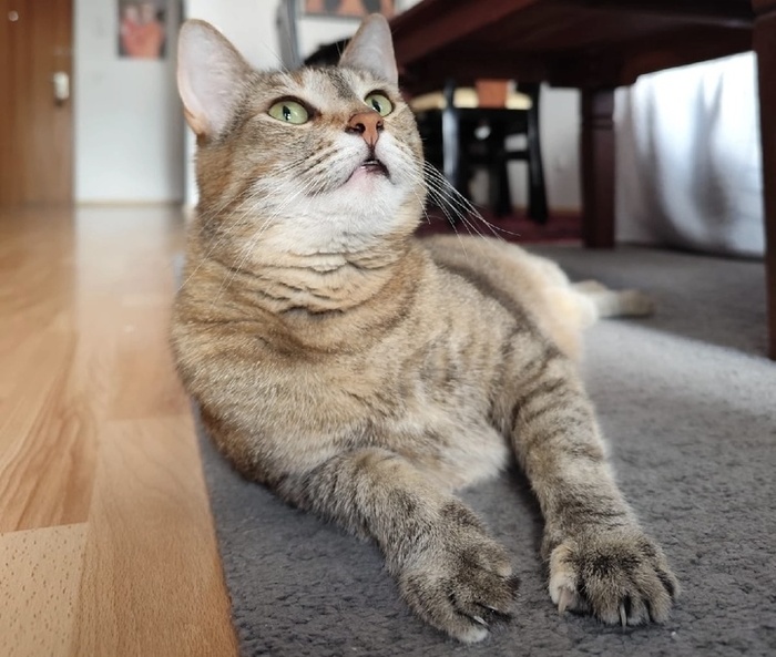 У кошечки все хорошо!