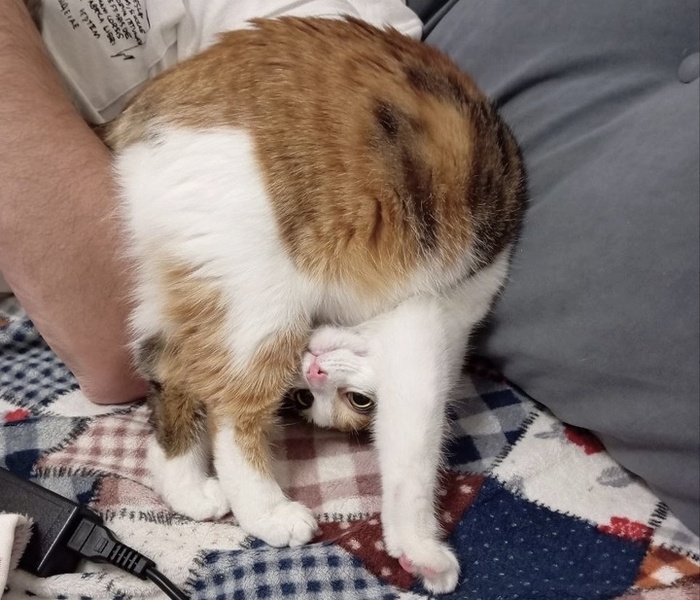 Элегантная Лиличка покинула приют 19 ноября 2022 года.