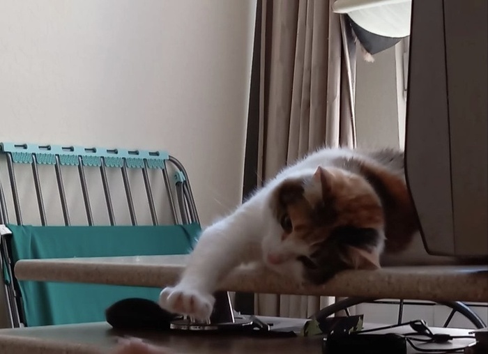 Художественно тянем лапочку.