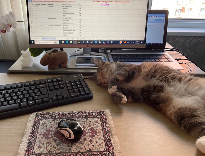 Кошечка Кинса уезала домой 4 июня 2023 года.