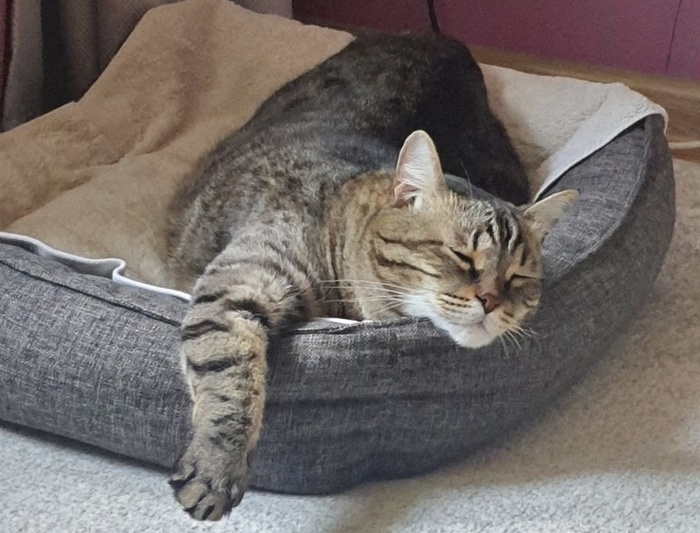 Антошка свил себе тепленькое гнездышко! Ооооочень теплолюбивый котик."