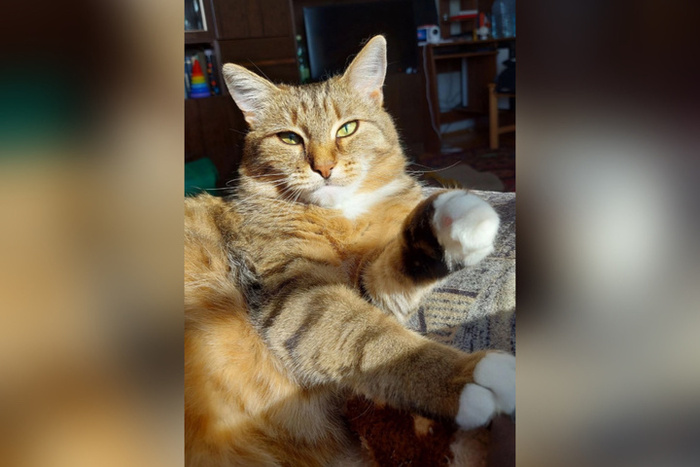 Нежная Соломка покинула приют 31 января 2024 года.