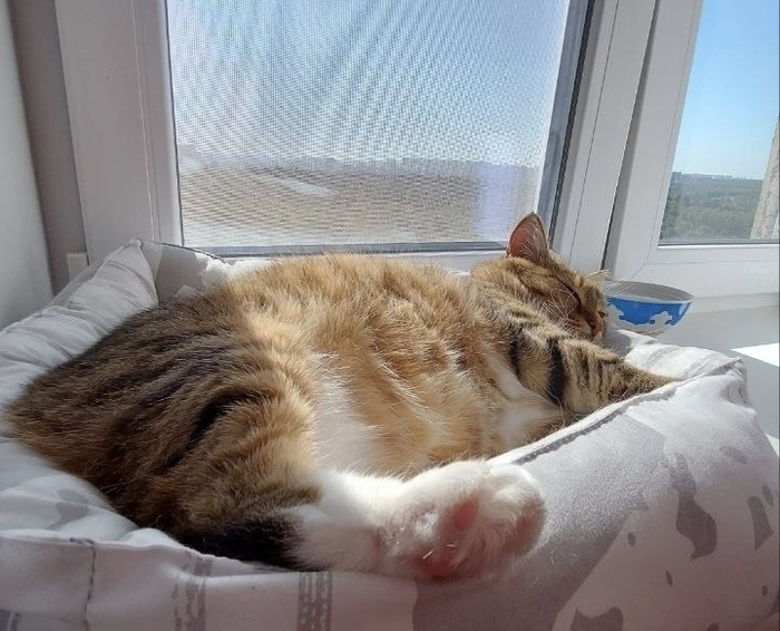 Утро. Город просыпается – мафия засыпает!