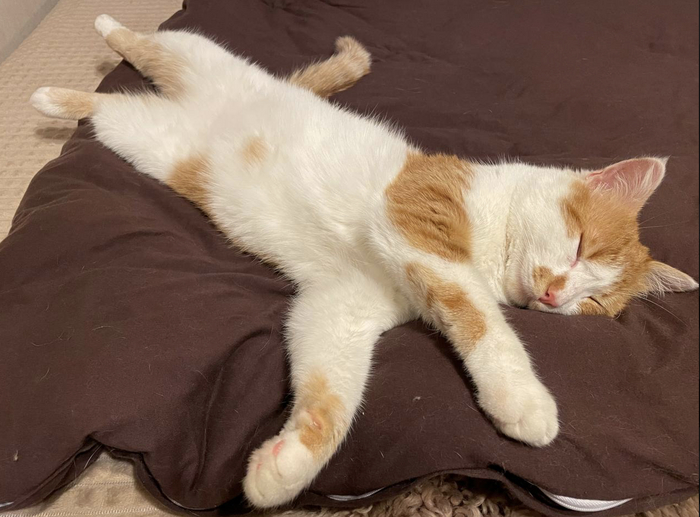 Шамиль желает сладких снов. Ему рано вставать - тыгыдыкать