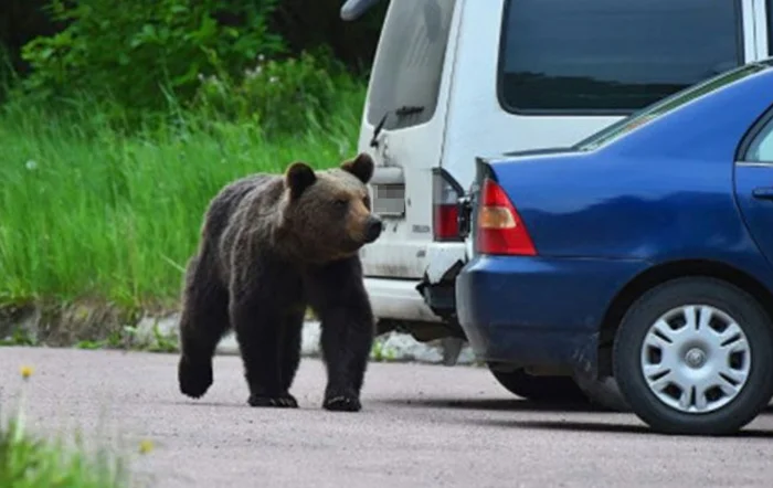 Bears in Russian cities! - My, Travel across Russia, Russia, Novosibirsk, The Bears, Russians, Life stories