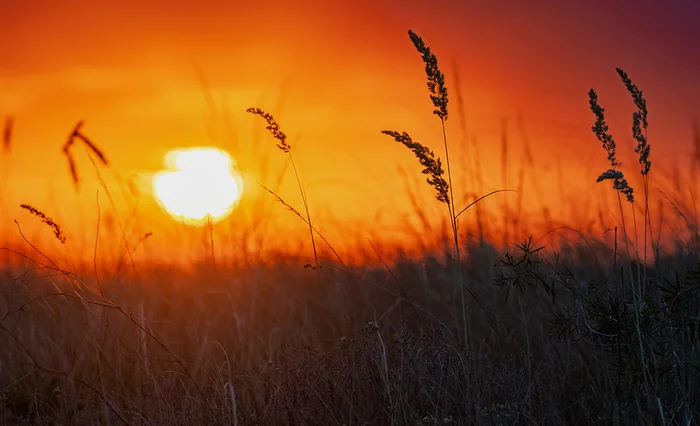 Dry herbs - My, Steppe, Sunset, Rostov region, Grass