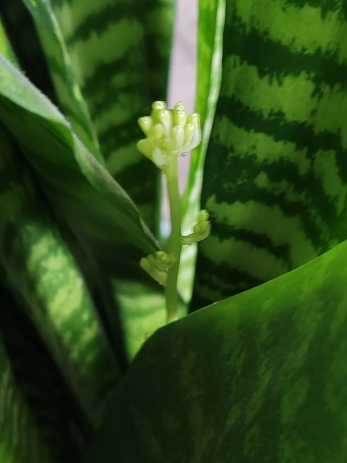 Sansevieria blooming - My, Mobile photography, Sansevieria, Bloom, Longpost