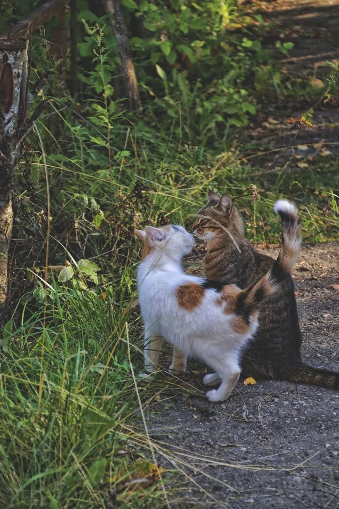 Коты и кошки (7) - Моё, Кот, Погладь кота, Шексна, Вологодская область, Лето, Август, Длиннопост