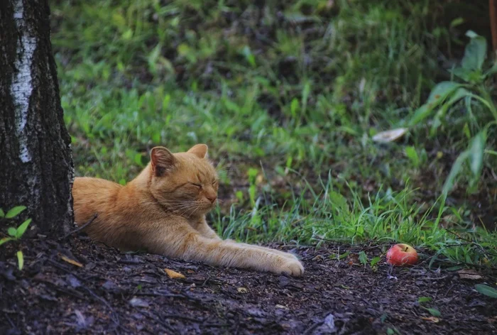 Коты и кошки (8) - Моё, Кот, Погладь кота, Шексна, Лето, Август, Вологодская область, Длиннопост