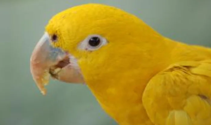 Parrots Speak Dialects: New Discovery by Ornithologists - Opening, Ornithology, Bird watchers, A parrot, Birds, Bird watching, Amazon parrot, USA, Costa Rica, Dialect, Dialects, Territory, Changes, Felling, Nature, Environment, Animal sounds, Text, Longpost, University