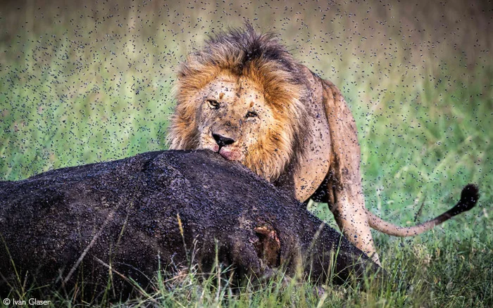 Swarm of flies - a lion, Big cats, Cat family, Predatory animals, Муха, Insects, Wild animals, wildlife, Reserves and sanctuaries, Masai Mara, Africa, The photo, Mining, Carcass, African buffalo