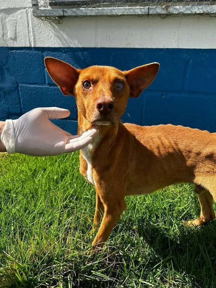 Dog Spent 9 Days Outside Hospital Waiting for Owner - Dog, Devotion, Hospital, Longpost