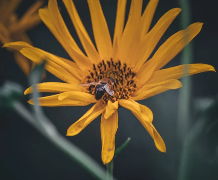 Winged Worker - My, The photo, Anthracite, Nikon d3100, Greenery, Flowers, Insects