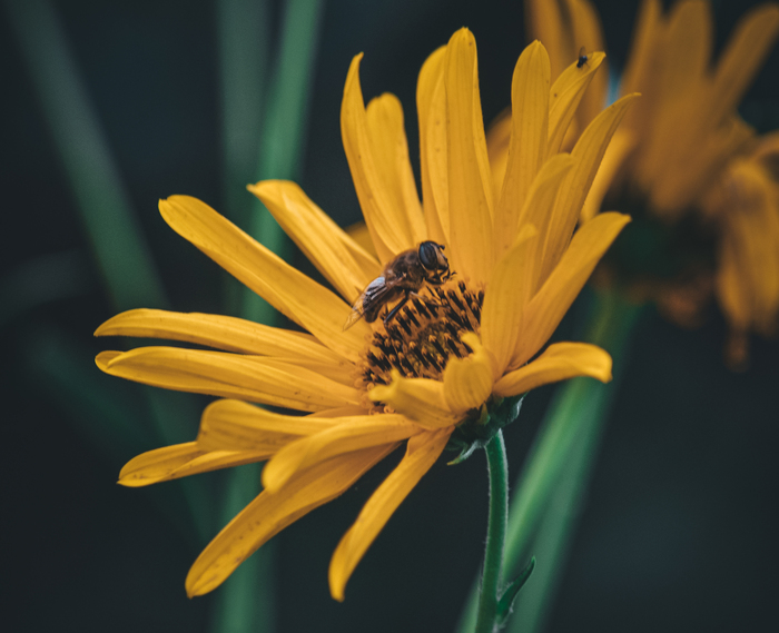   , , Nikon d3100, , , 