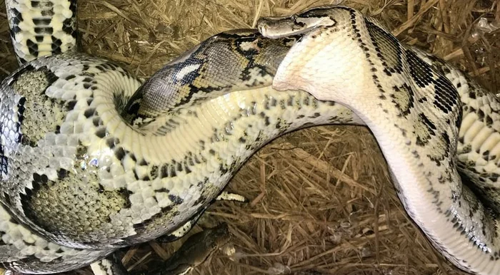 Python ate python - Tiger Python, Reticulated python, Python, Snake, Reptiles, Wild animals, Attack, Territorial disputes, Bangladesh, Southern Asia, The photo, Mining