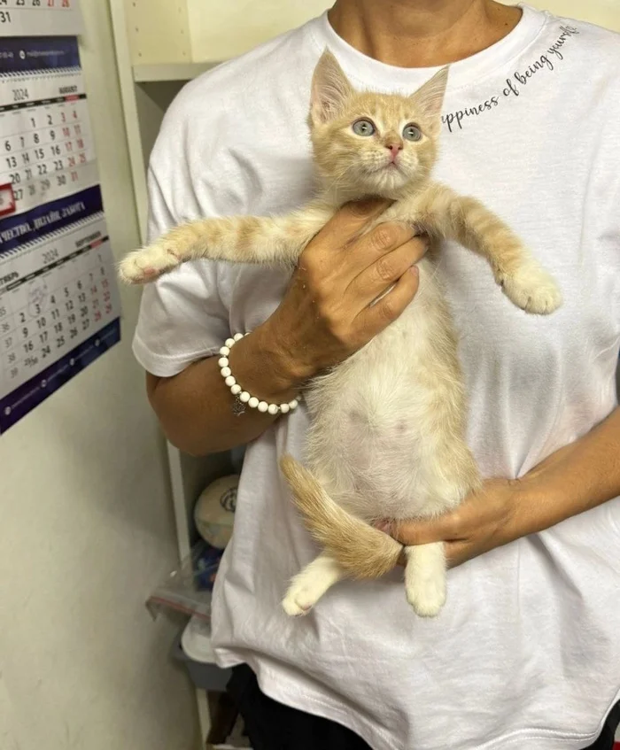 749 tail found its home. The kitten who was abandoned in a bag with his brothers and sisters at our doctor's house - My, cat, Animal Rescue, Found a home, Vertical video, Post #11637635, Pick-up headphones, Video, Longpost