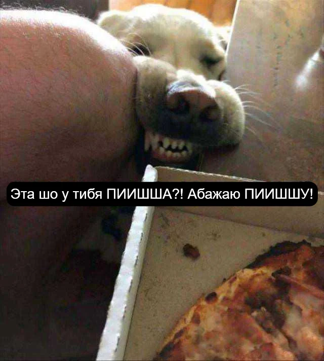 Pishsha ))) - Dog, Pizza, Picture with text