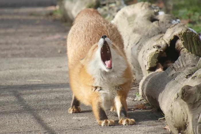 We pull and pull... - The photo, Fox, Animals, In the animal world, Puffs