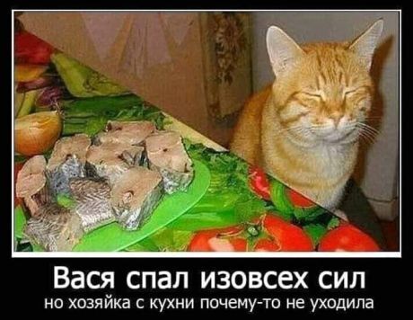 Vasya was sleeping - cat, Humor, Demotivator, A fish, Picture with text, Hardened