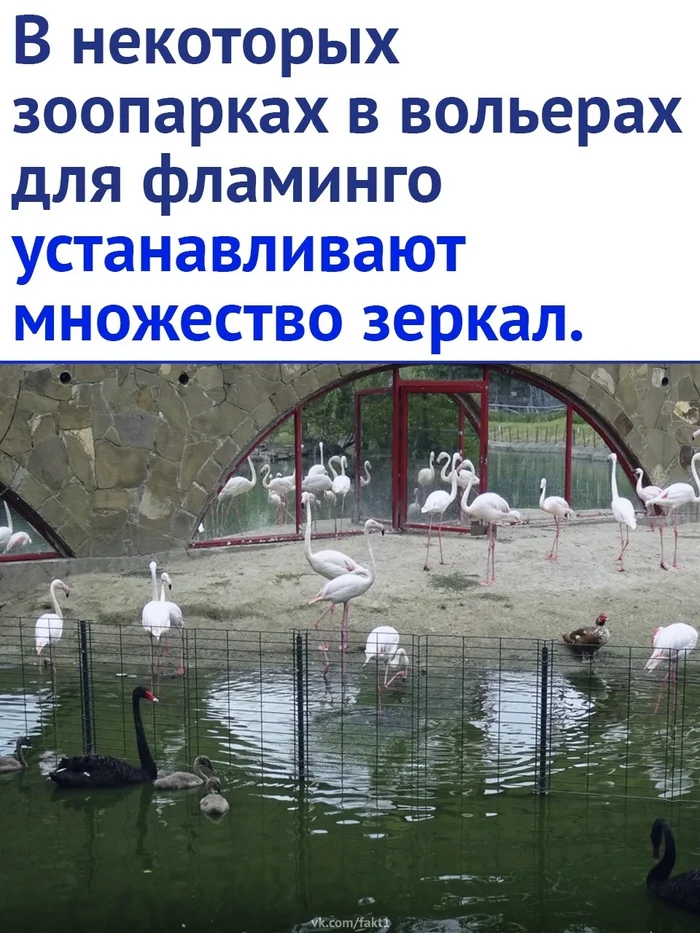 What an interesting idea! - Flamingo, Animals, Picture with text, Nature, Zoo, Longpost