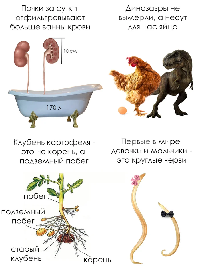 Школьные факты #2 - Моё, Школа, Школьники, Биология, Урок, Учитель, Юмор, Познавательно, Человек, Животные, Растения, Удивление, Палеонтология, Эволюция, Картинка с текстом