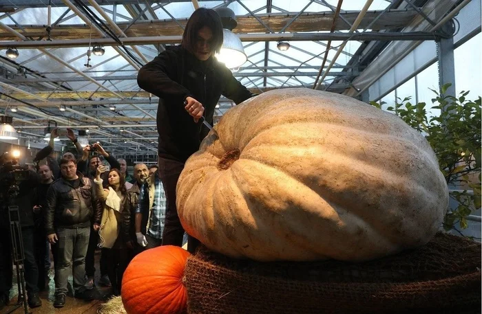 I invite you to the weighing of giant pumpkins and the subsequent exhibition - My, Vegetables, Garden, Plants, Garden, Gardening, Exhibition, Longpost