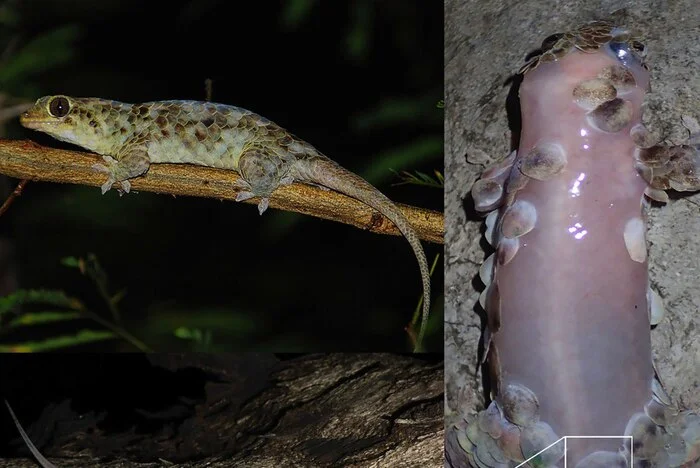 Naked gecko - Animals, Lizard, Gecko, wildlife, Nature, Madagascar, Scales, Longpost