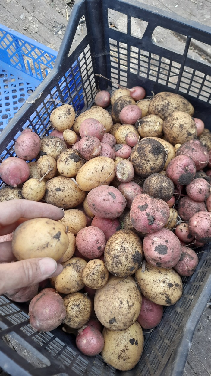 У нас картофан по 70 р. А у Вас? Я свой выращиваю. В прошлом году можно было по 25 купить
