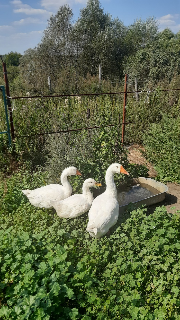 Трое без лодки, но с купальней