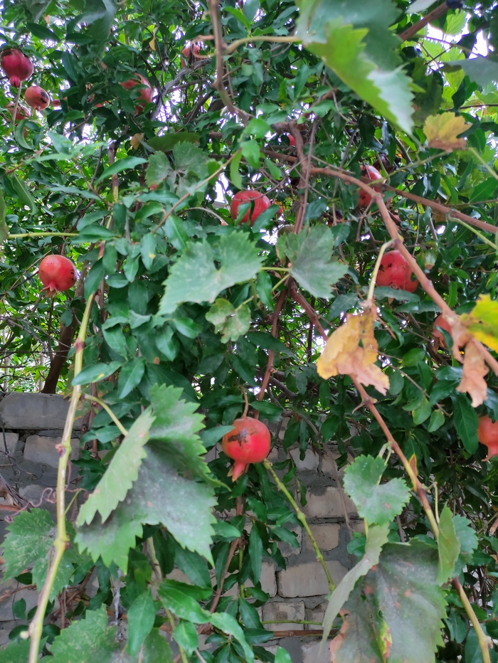 Гранатовое дерево, республика Дагестан