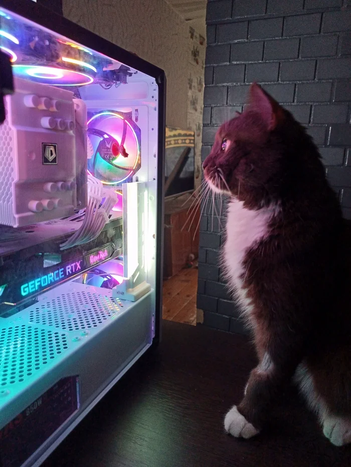 Gaming enthusiast - My, cat, Pet the cat, Computer, Pets, The photo