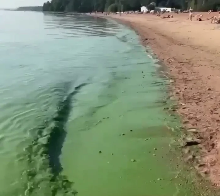 The Gulf of Finland has turned a toxic green color - news, Russia, Saint Petersburg, The Gulf of Finland, Autumn, Heat, Seaweed, Nature, Russia today, Video