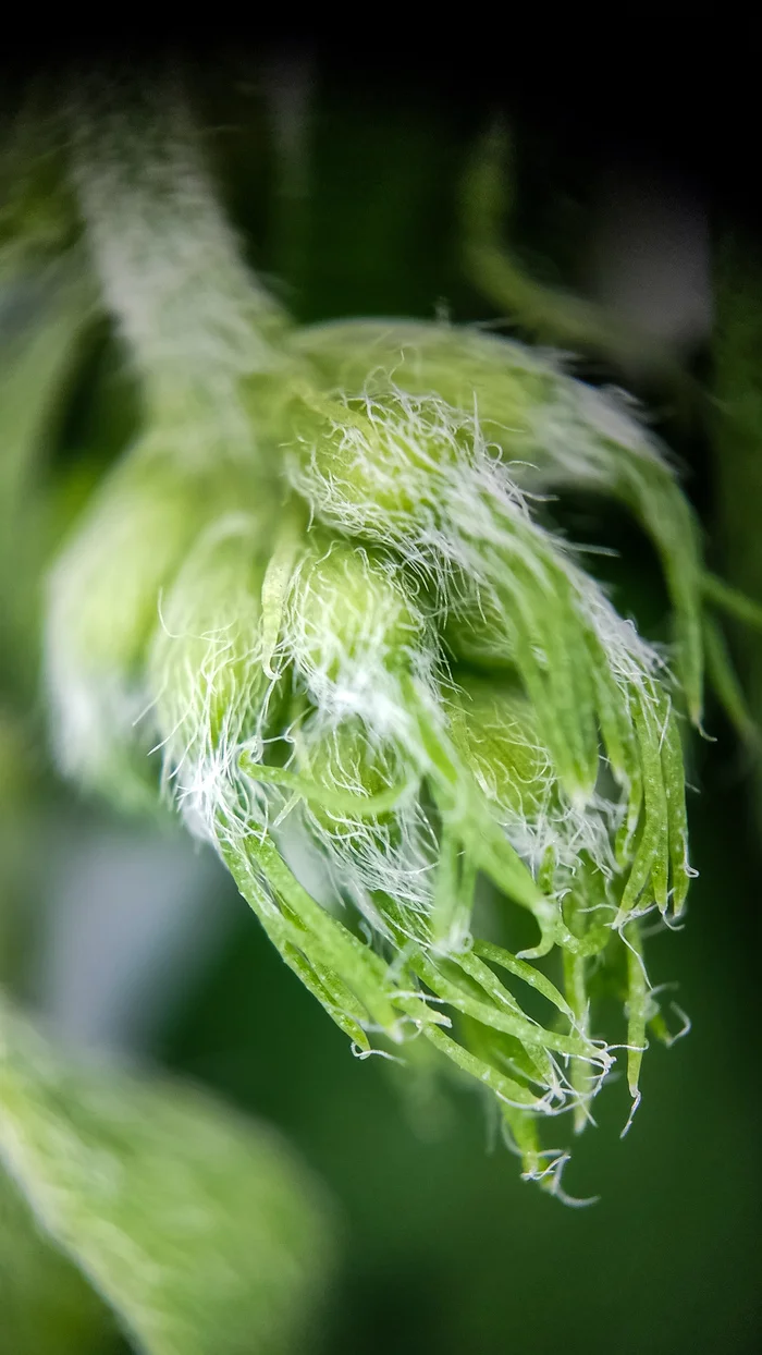 Photo project Let's take a closer look post #85. Sickle-leaved alfalfa - My, Bloom, Macro photography, Nature, Garden, Gardening, Grass, Plants, The photo, The nature of Russia, Longpost