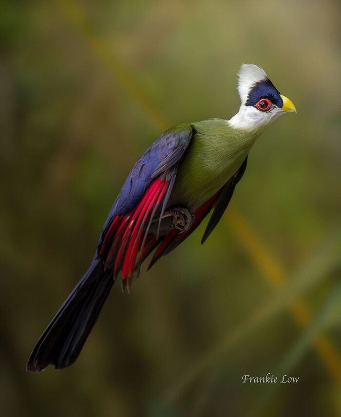 Tauraco leucolophus.