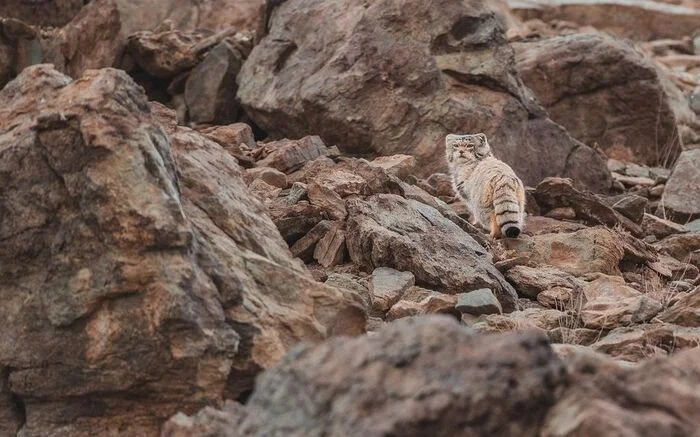 Самая сварливая кошка в мире - Манул, Малые кошки, Семейство кошачьих, Хищные животные, Дикие животные, Дикая природа, Ладакх, Индия, Фотография