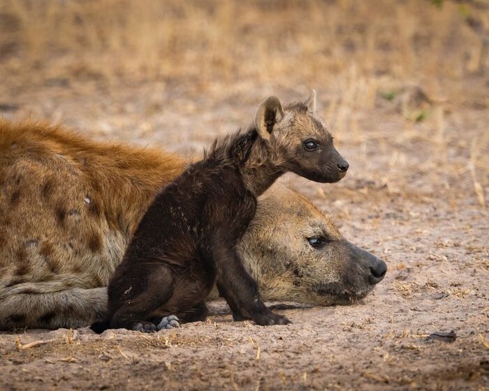 Guarding mother's peace - Young, Hyena, Spotted Hyena, Predatory animals, Wild animals, wildlife, National park, South Africa, The photo