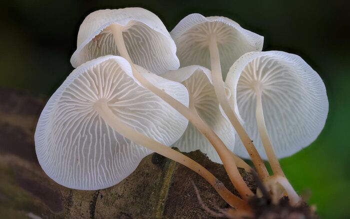 Marasmius sp.