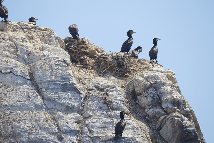 Большые Бакланы (Phalacrocorax carbo) и хорошо оформленные гнёзда