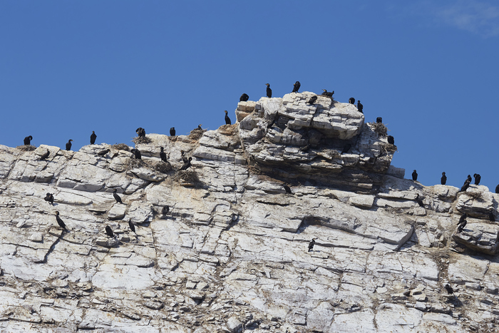 Большые Бакланы (Phalacrocorax carbo) на гнездовом участке. В середине и немного справа баклан уселся (улёгся?) в гнезде прям как в гнездовой период =)