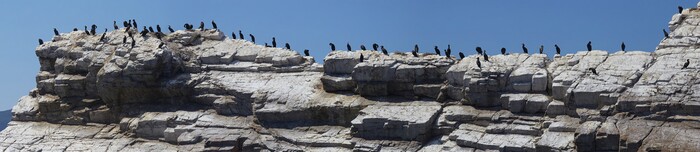 Сделал панорамку. На всех удобных горизонтальных поверхностях, соблюдая дистанцию, сидят Большие Бакланы (Phalacrocorax carbo)