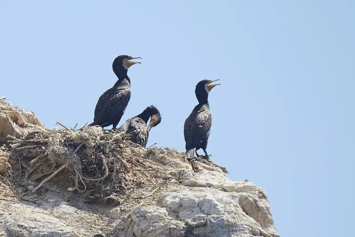 Cormorants on Baikal - Izhilhey Island - My, Baikal, Cormorant, Lake, Irkutsk region, Summer, August, 2024, Island, Birds, Seagulls, Longpost