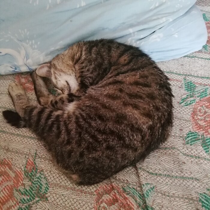 Сладко спит)