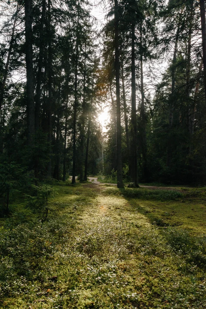 Деревенское лесное - Моё, Фотография, Пейзаж, Путешествия, Закат