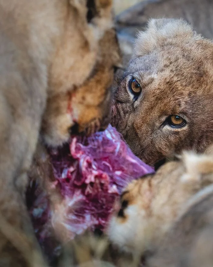 Breakfast - Lion cubs, a lion, Big cats, Cat family, Predatory animals, Wild animals, wildlife, Reserves and sanctuaries, South Africa, The photo, Meat